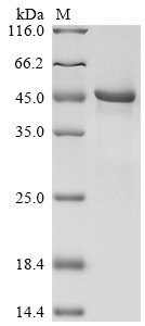 SDS-PAGE