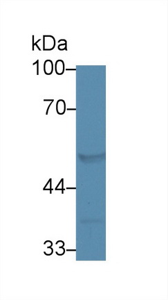 12777