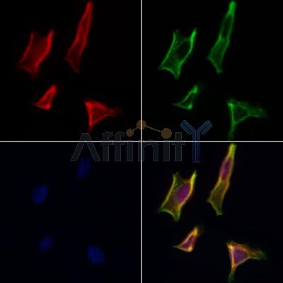 Валидация Affinity DF7334 - 19037