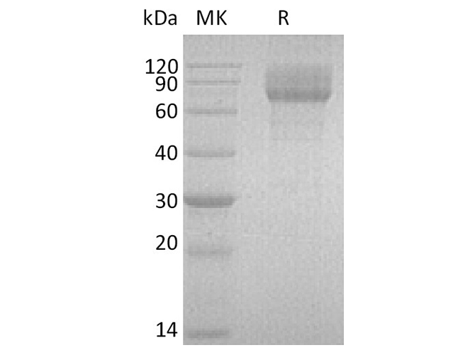 Валидация Elabscience PKSH032577(3028)