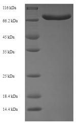 SDS-PAGE