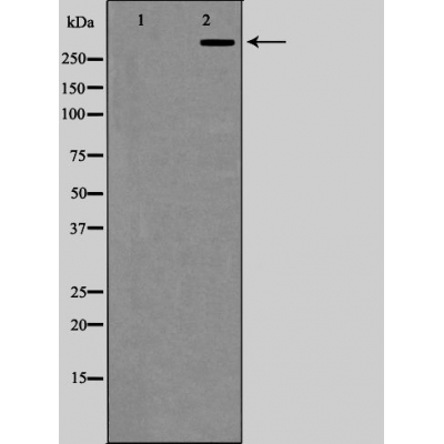 Валидация Affinity AF5487 - 3167