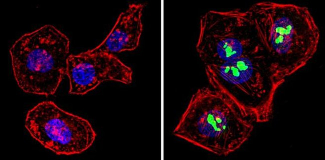 Валидация AssayVector ARM1535(1536)