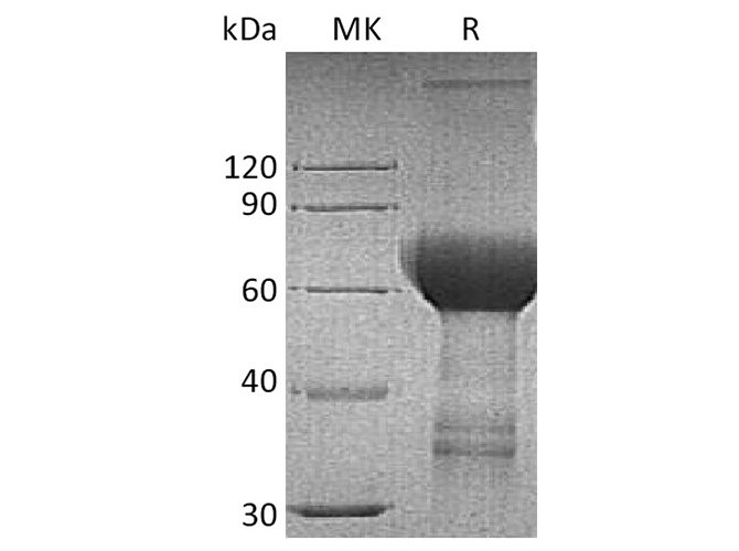 Валидация Elabscience PKSH033483(3789)
