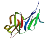 Fc Fragment Of IgG Low Affinity IIIa Receptor (FcgR3A) Fc Fragment Of IgG Low Affinity IIIa Receptor (FcgR3A)