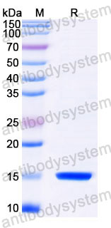 Валидация SDS-PAGE - AntibodySystem RXX00913