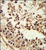 Валидация AssayVector ARM2377(4164)