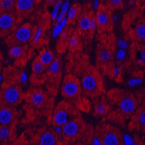 Валидация Elabscience E-AB-22110