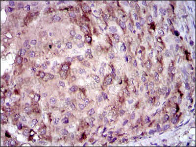 Валидация AntibodySystem RHB99903