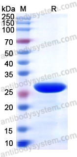 Валидация AntibodySystem YVV06101