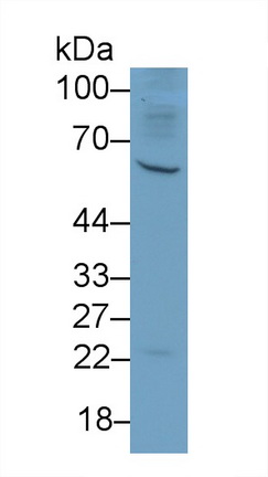 20957