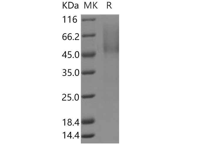 Валидация Elabscience PKSH030552(1458)