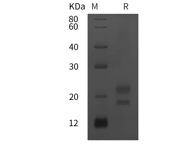 Валидация Elabscience PDMM100198(1154)