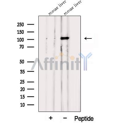 Валидация Affinity DF12703 - 7363