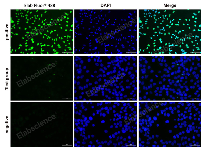 Валидация Elabscience E-CK-A321 - 93