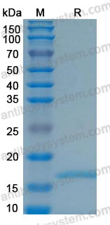 Валидация AntibodySystem ARD46501