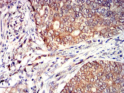 Валидация AntibodySystem RHD33603 (1502)