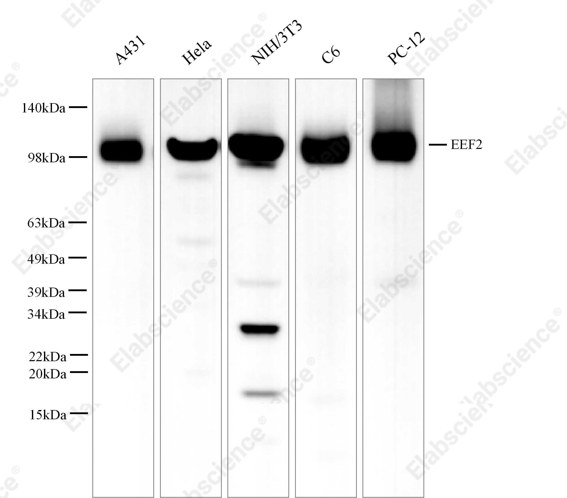 Вестерн-блоттинг, EEF2, клеточные линии A431, HeLa, NIH/3T3, C6 и PC-12