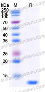 YHE85003, SDS-PAGE