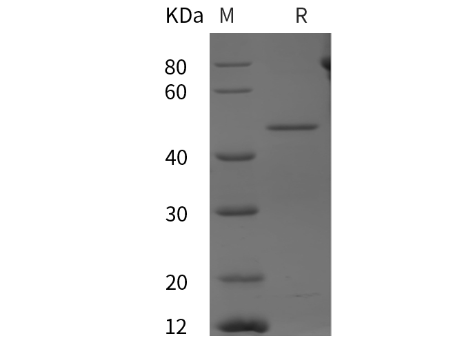 Валидация Elabscience PDEH100973(386)