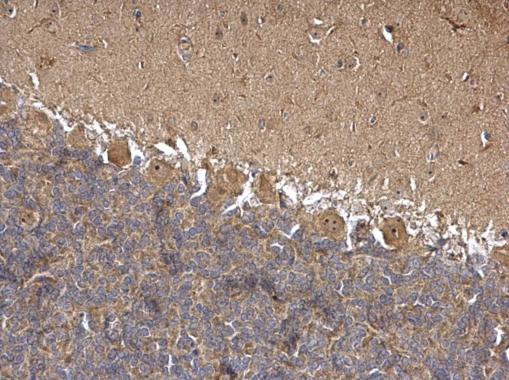 Валидация AssayVector ARM2787(5494)