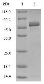 SDS-PAGE