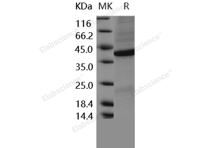 Валидация Elabscience PKSH031646(2301)