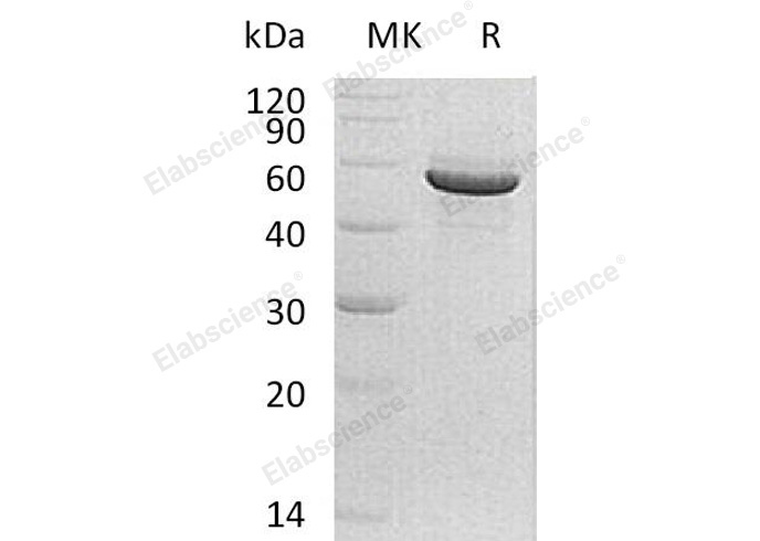 Валидация Elabscience PKSH032845(3256)