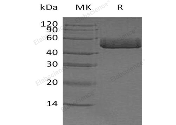 Валидация Elabscience PKSH032950(3343)