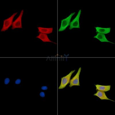 Валидация Affinity DF15763 - 12239