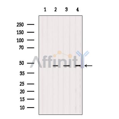 Валидация Affinity AF6282 - 3537
