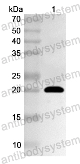Валидация AntibodySystem PHA35001