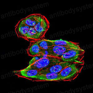 Валидация IF - AntibodySystem RHK41802