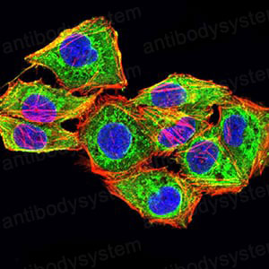 Валидация IF - AntibodySystem RHH09402