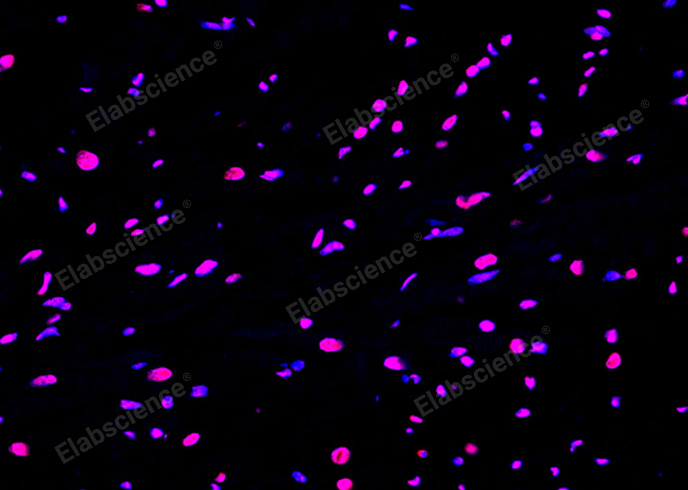 Валидация Elabscience E-CK-A324 - 100