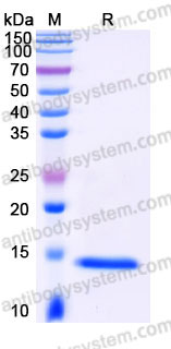 YHC03203, SDS-PAGE