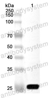 Валидация AntibodySystem PZZ04601