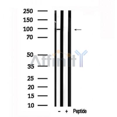 Валидация Affinity AF7595 - 4262