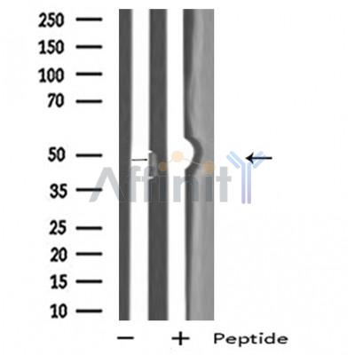Валидация Affinity DF5044 - 16933