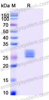 EHA62601, SDS-PAGE