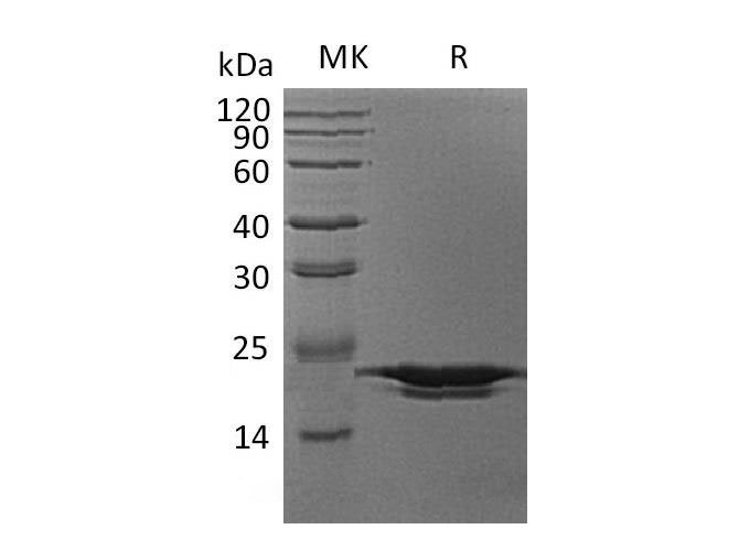 Валидация Elabscience PKSH032879(3284)