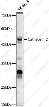 Вестерн-блоттинг, Cathepsin D, клетки SK-BR-3