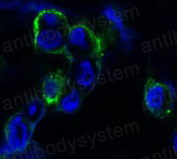 Валидация IF - AntibodySystem RHF05105