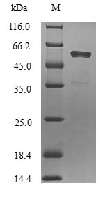 SDS-PAGE