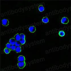 Валидация IF - AntibodySystem RHB96402