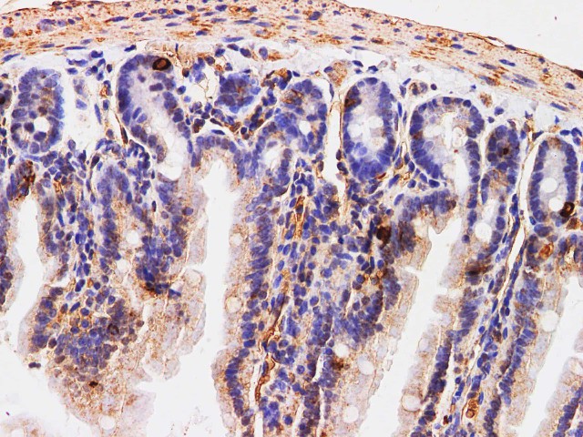 Иммуногистохимия, Chromogranin A, ткань тонкой кишки мыши