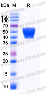 AHB05701, SDS-PAGE