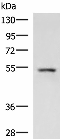 Валидация Elabscience E-AB-18088