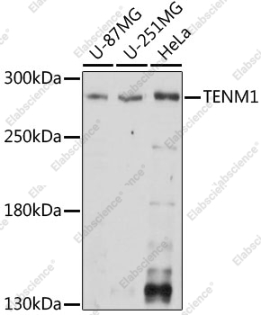 Вестерн-блоттинг, TENM1, различные клеточные линии