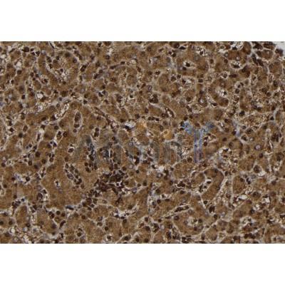 Валидация Affinity DF7255 - 18917